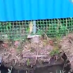Как правильно установить столбы для забора?