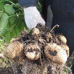 Когда лучше копать картошку?