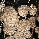 Выращивание грибов  в  блоках